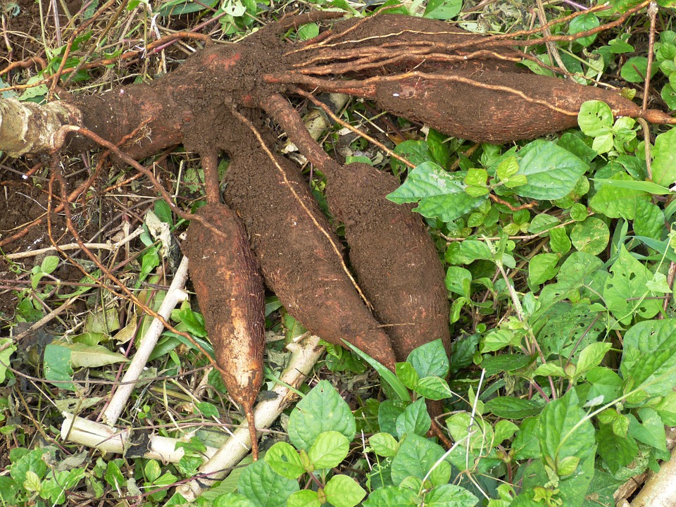 Farinha da mandioca produz tapioca