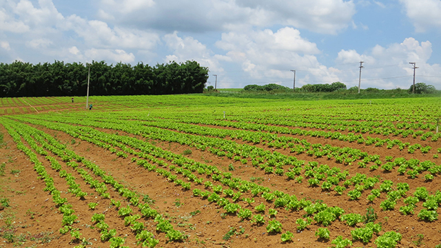 Agricultura de Ibiúna: é preciso debater